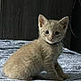 Mittens is registered to the contest to win money with this photo: kitten, cat, pet, animal, indoor, bedspread, feline, cute, young, small, beige, fur, sitting, looking, curious, domestic, cozy, soft, portrait, young_animal