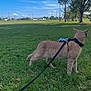Mittens joined the competition — help win amazing prizes! alert, animal, cat, clouds, curious, daytime, domestic_cat, feline, field, grass, green, harness, leash, nature, outdoor, pet, side_view, sky, tree, walking