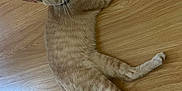 Mittens is registered to the contest to win money with this photo: animal, cat, collar, curious, cute, domestic_cat, ears, feline, floor, fur, indoor, looking_up, lying_down, orange_cat, paws, pet, tabby, tail, whiskers, wooden_floor