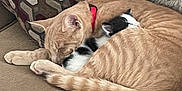 Mittens joined the competition — help win amazing prizes! cat, kitten, sleeping, couch, indoor, cozy, pet, feline, orange_cat, black_and_white_kitten, snuggling, resting, collar, pillow, fabric, home, cute, animal, fur, relaxing