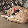 cat, kitten, sleeping, couch, indoor, cozy, pet, feline, orange_cat, black_and_white_kitten, snuggling, resting, collar, pillow, fabric, home, cute, animal, fur, relaxing