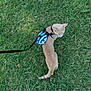 Mittens is registered to the contest to win money with this photo: animal, backpack, cat, curious, cute, daytime, exploring, feline, fur, grass, green, harness, leash, nature, outdoor, pet, small, striped, tail, walking