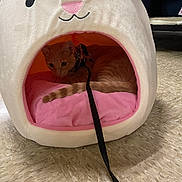 Mittens joined the competition — help win amazing prizes! cat, orange_tabby, pet_house, bunny_shape, pink_cushion, leash, indoor, floor, tile_floor, cute, animal, feline, resting, pet_accessory, fabric, cozy, home, domestic_animal, fur, whiskers