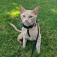 Mittens joined the competition — help win amazing prizes! animal, cat, closeup, curious, cute, daylight, domestic_cat, ears, feline, grass, greenery, harness, leash, nature, outdoor, pet, sitting, tabby_cat, tail, whiskers