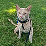 animal, cat, closeup, curious, cute, daylight, domestic_cat, ears, feline, grass, greenery, harness, leash, nature, outdoor, pet, sitting, tabby_cat, tail, whiskers
