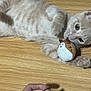 Mittens is registered to the contest to win money with this photo: cat, toy, plush, wooden_floor, playful, pet, animal, hand, curious, nibbling, domestic, cute, feline, indoor, light_brown, striped, paw, small, soft, relaxed