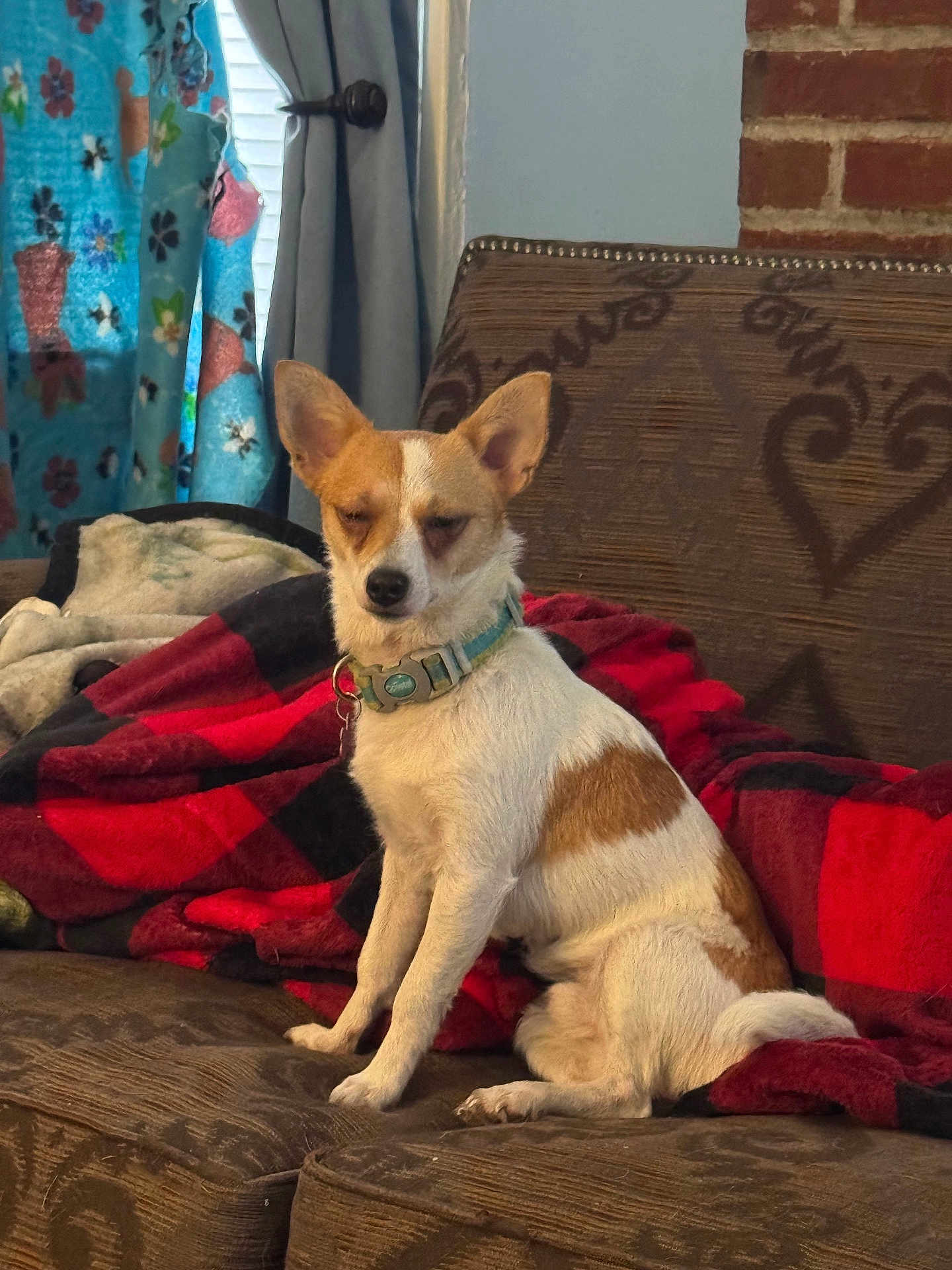 Scrappy joined the competition — help win amazing prizes! dog, small_dog, collar, couch, blanket, red_and_black_checkered, floral_curtain, brick_wall, indoor, pet, sitting, brown_couch, cozy, furniture, animal, fur, ears, tail, home, relaxed