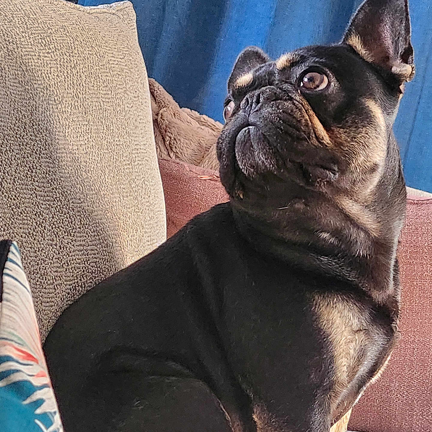 Tao participe au concours pour gagner de l'argent avec cette photo : animal, armchair, bulldog, canine, chair, couch, cushion, dog, frenchbulldog, furniture, homedecor, pet, pitbull, pug, puppy, snout