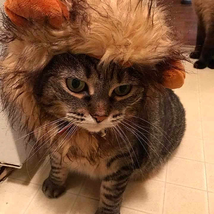 Moomoo
