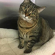 Moomoo is registered to the contest to win money with this photo: alert, animal, bed, blanket, brown_fur, cat, cozy, fluffy, green_eyes, head_tilt, indoor, looking_at_camera, pet, photograph, portrait, sitting, striped_fur, tabby_cat, whiskers, white_chest