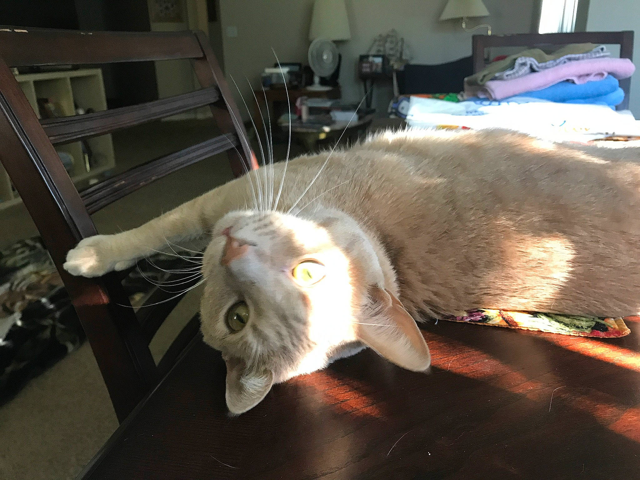 Spartacus is registered to the contest to win money with this photo: carnivore, cat, claw, collar, comfort, domestic_short_haired_cat, fang, fawn, felidae, fur, metal, nap, paw, small_to_medium_sized_cats, snout, tail, whiskers