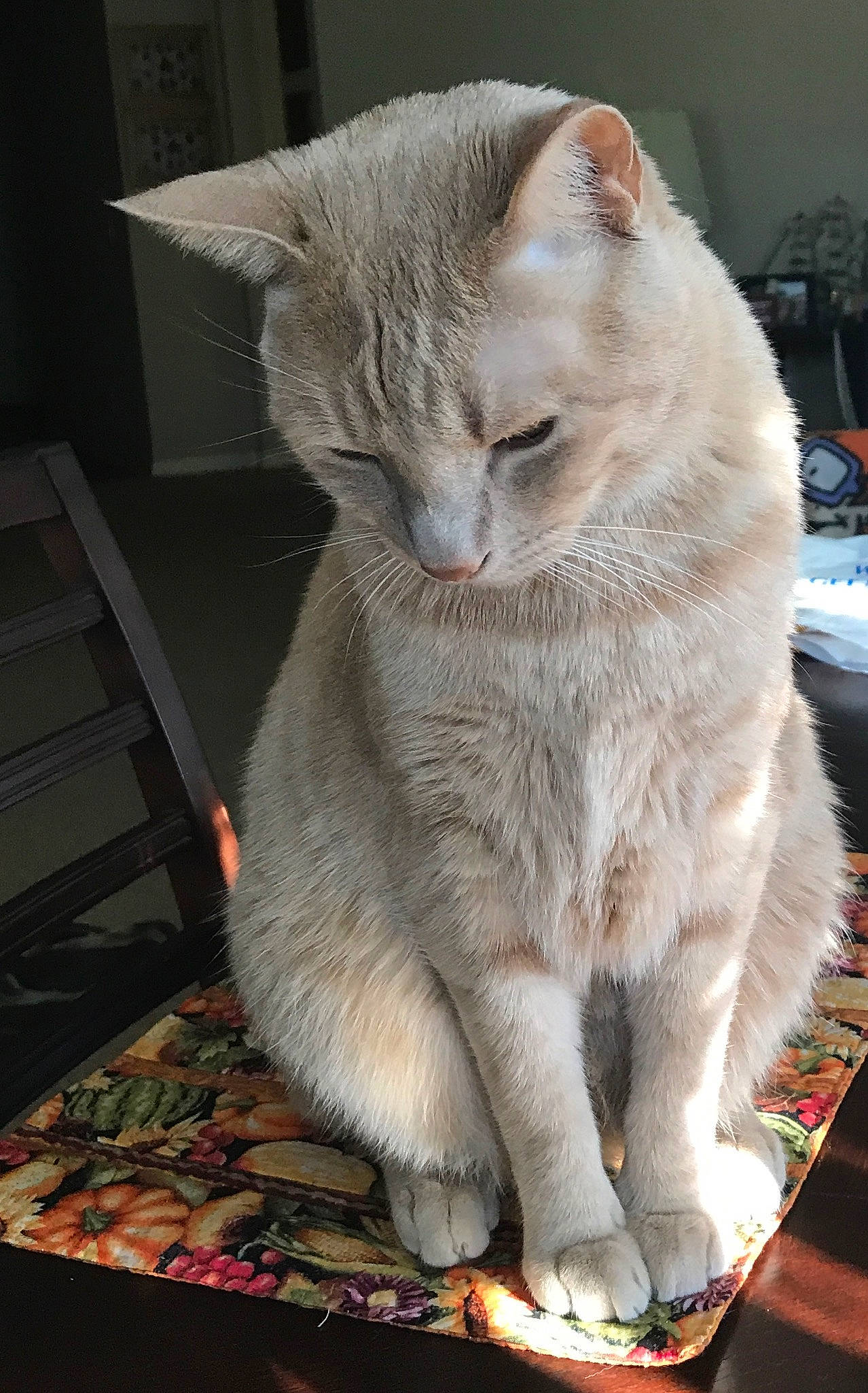 Spartacus is registered to the contest to win money with this photo: carnivore, cat, cat_supply, claw, comfort, domestic_short_haired_cat, fawn, felidae, fur, paw, small_to_medium_sized_cats, snout, tail, whiskers