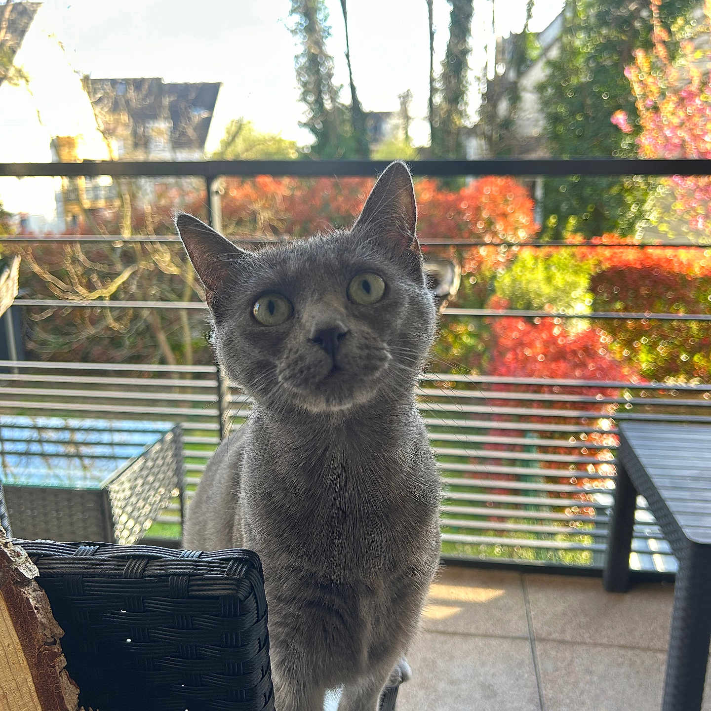 Caipi