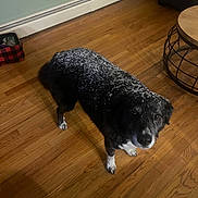 Millie is registered to the contest to win money with this photo: dog, indoor, wooden_floor, black_and_white, snow, pet, animal, living_room, furniture, basket, table, couch, curious, looking_up, floor, canine, domestic_animal, home, cozy, snowflakes