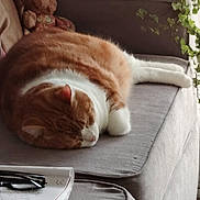 Pilou participe au concours pour gagner de l'argent avec cette photo : cat, orange_cat, white_cat, sleeping, napping, couch, sofa, indoor, teddy_bear, stuffed_animal, plant, greenery, glasses, notebook, cozy, relaxing, home, furniture, pet, animal