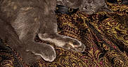 Sacagewea is registered to the contest to win money with this photo: cat, sleeping, gray_cat, fur, paw, leather_strap, patterned_fabric, paisley, textile, resting, cozy, indoor, closeup, pet, animal, cute, relaxation, soft, warm, peaceful