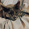cat, gray_cat, pet, animal, feline, relaxed, resting, close_up, indoor, fabric, texture, striped_fabric, whiskers, ears, face, cute, sleepy, cozy, soft_light, calm