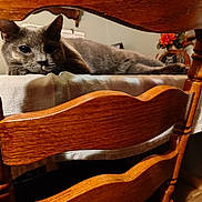 Sacagewea is registered to the contest to win money with this photo: cat, gray_cat, wooden_chair, table, tablecloth, indoor, relaxed, furniture, flower_decoration, framed_picture, home, cozy, pet, animal, resting, closeup, wood, domestic, laying, comfortable