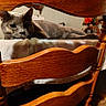 cat, gray_cat, wooden_chair, table, tablecloth, indoor, relaxed, furniture, flower_decoration, framed_picture, home, cozy, pet, animal, resting, closeup, wood, domestic, laying, comfortable