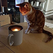 Tigrou a rejoint le concours — aidez-le/la à gagner de superbes lots ! cat, orange_cat, white_cat, candle, mug, table, wooden_table, indoor, curious, pet, feline, domestic_cat, light, shadow, cozy, home, floor, furniture, blurred_background, warm_light