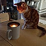cat, orange_cat, white_cat, candle, mug, table, wooden_table, indoor, curious, pet, feline, domestic_cat, light, shadow, cozy, home, floor, furniture, blurred_background, warm_light