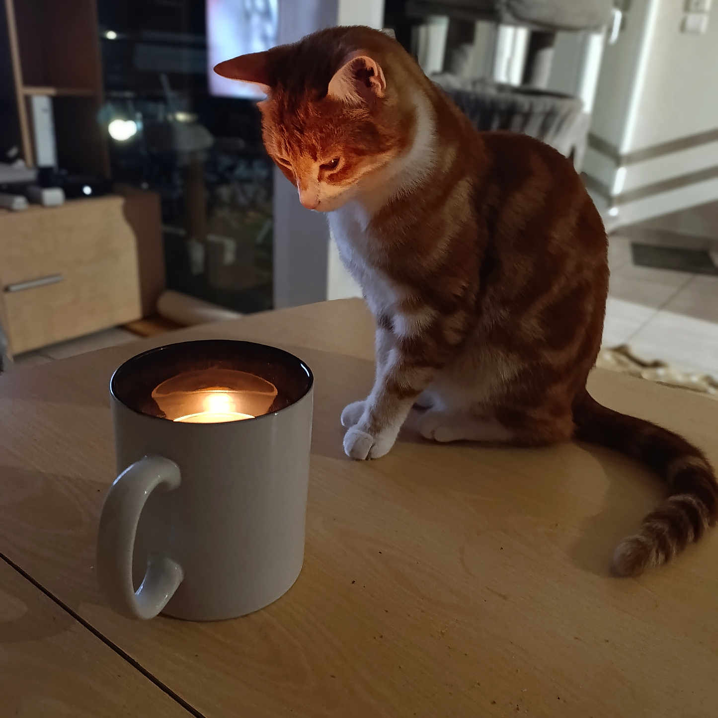 Tigrou a rejoint le concours — aidez-le/la à gagner de superbes lots ! blurred_background, candle, cat, cozy, curious, domestic_cat, feline, floor, furniture, home, indoor, light, mug, orange_cat, pet, shadow, table, warm_light, white_cat, wooden_table