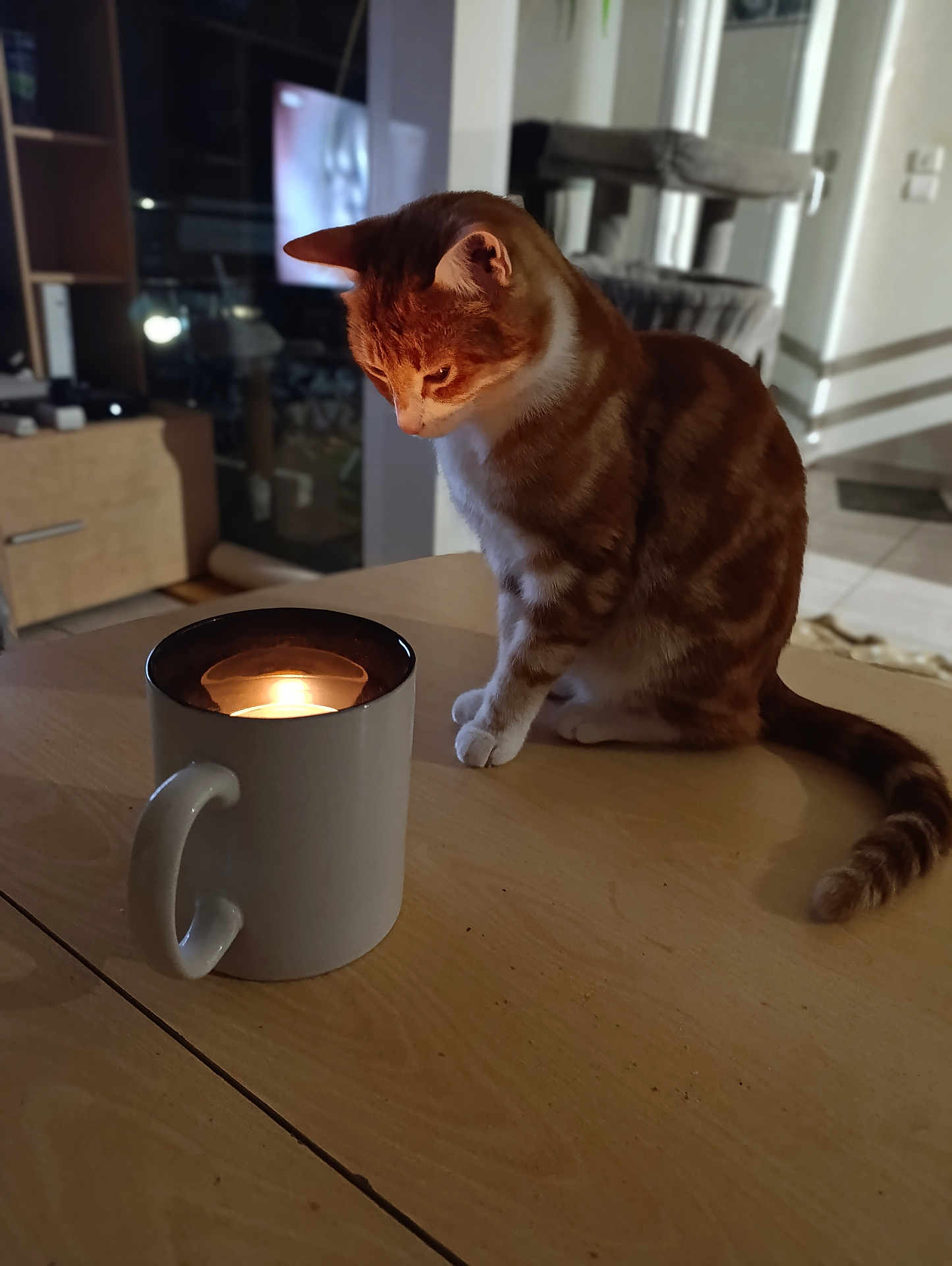 Tigrou a rejoint le concours — aidez-le/la à gagner de superbes lots ! cat, orange_cat, white_cat, candle, mug, table, wooden_table, indoor, curious, pet, feline, domestic_cat, light, shadow, cozy, home, floor, furniture, blurred_background, warm_light