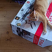 Inais is registered to the contest to win money with this photo: animal, box, cardboard, casual, cat, domestic_cat, feline, floor, home, household, indoor, orange_cat, orange_tabby, packing_material, pet, relaxed, resting, stretching, tabby_cat, wooden_floor