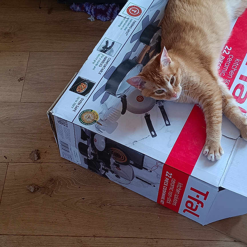 Inais is registered to the contest to win money with this photo: animal, box, cardboard, casual, cat, domestic_cat, feline, floor, home, household, indoor, orange_cat, orange_tabby, packing_material, pet, relaxed, resting, stretching, tabby_cat, wooden_floor