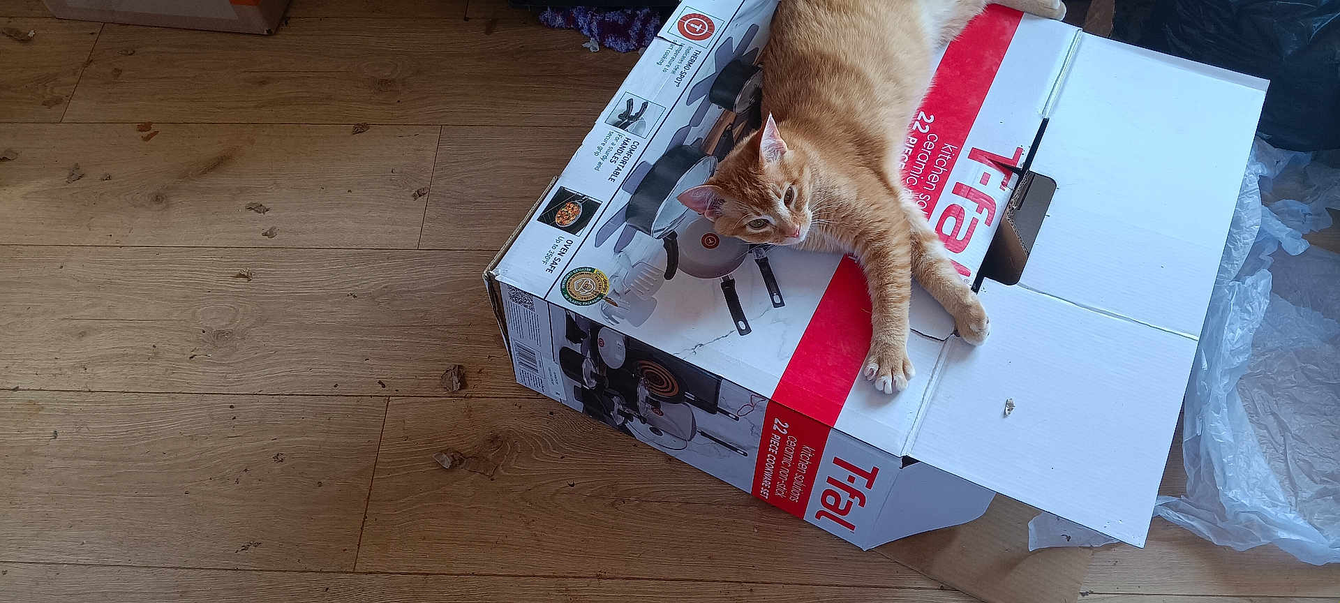 Inais is registered to the contest to win money with this photo: animal, box, cardboard, casual, cat, domestic_cat, feline, floor, home, household, indoor, orange_cat, orange_tabby, packing_material, pet, relaxed, resting, stretching, tabby_cat, wooden_floor