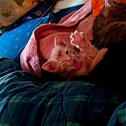 Endemeion is registered to the contest to win money with this photo: animal, bed, blanket, cat, clutter, colorful, cozy, cute, feline, indoor, kitten, mouth_open, orange_kitten, paw, pet, pillow, playful, resting, sleeping, tabby_kitten