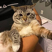 Michi Kitty joined the competition — help win amazing prizes! cat, tabby, pet, animal, indoor, person, holding, feline, fur, whiskers, relaxed, cute, striped, paw, comfort, bedroom, curtains, human_arm, resting, domestic_cat