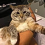 cat, tabby, pet, animal, indoor, person, holding, feline, fur, whiskers, relaxed, cute, striped, paw, comfort, bedroom, curtains, human_arm, resting, domestic_cat