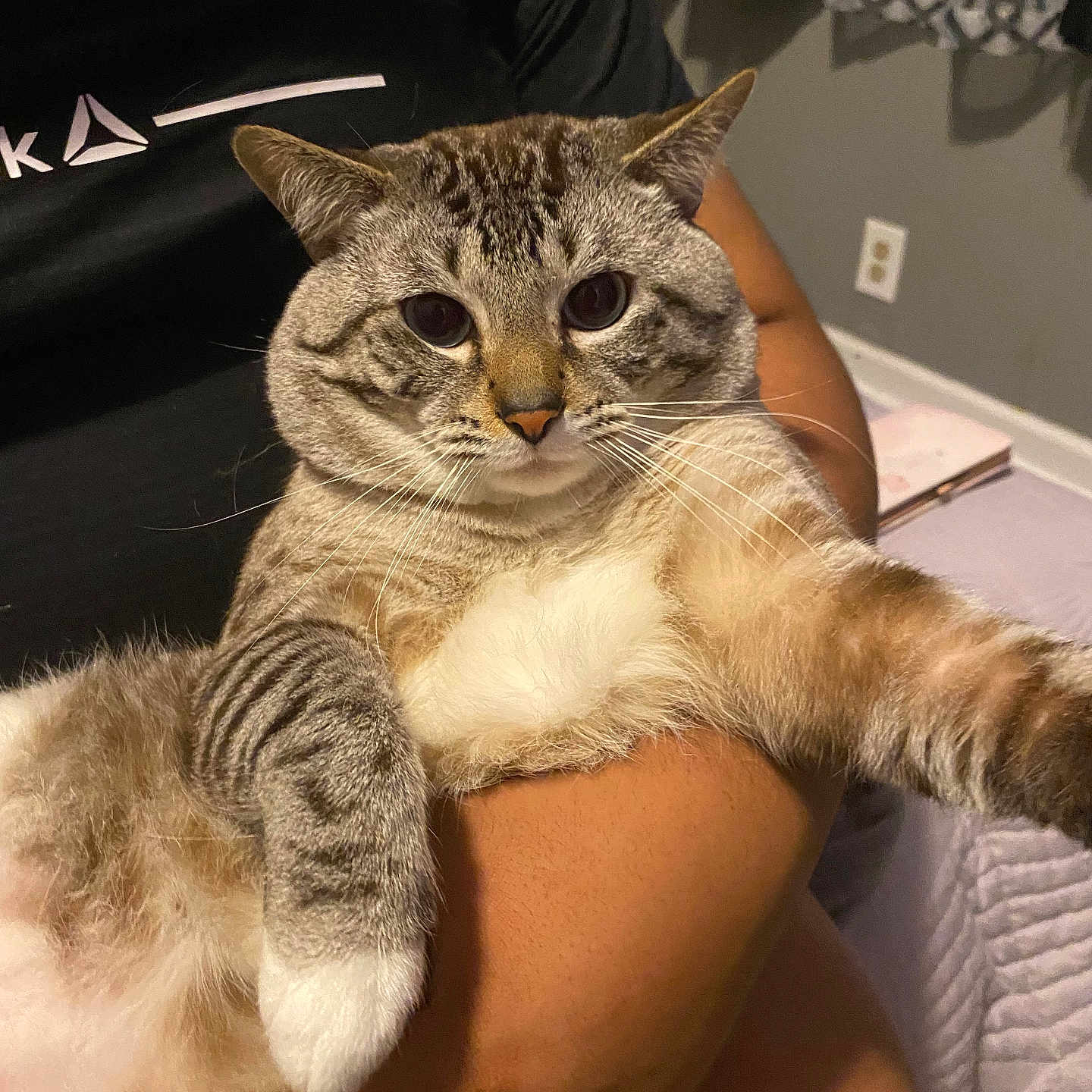 Michi Kitty joined the competition — help win amazing prizes! animal, bedroom, cat, comfort, curtains, cute, domestic_cat, feline, fur, holding, human_arm, indoor, paw, person, pet, relaxed, resting, striped, tabby, whiskers