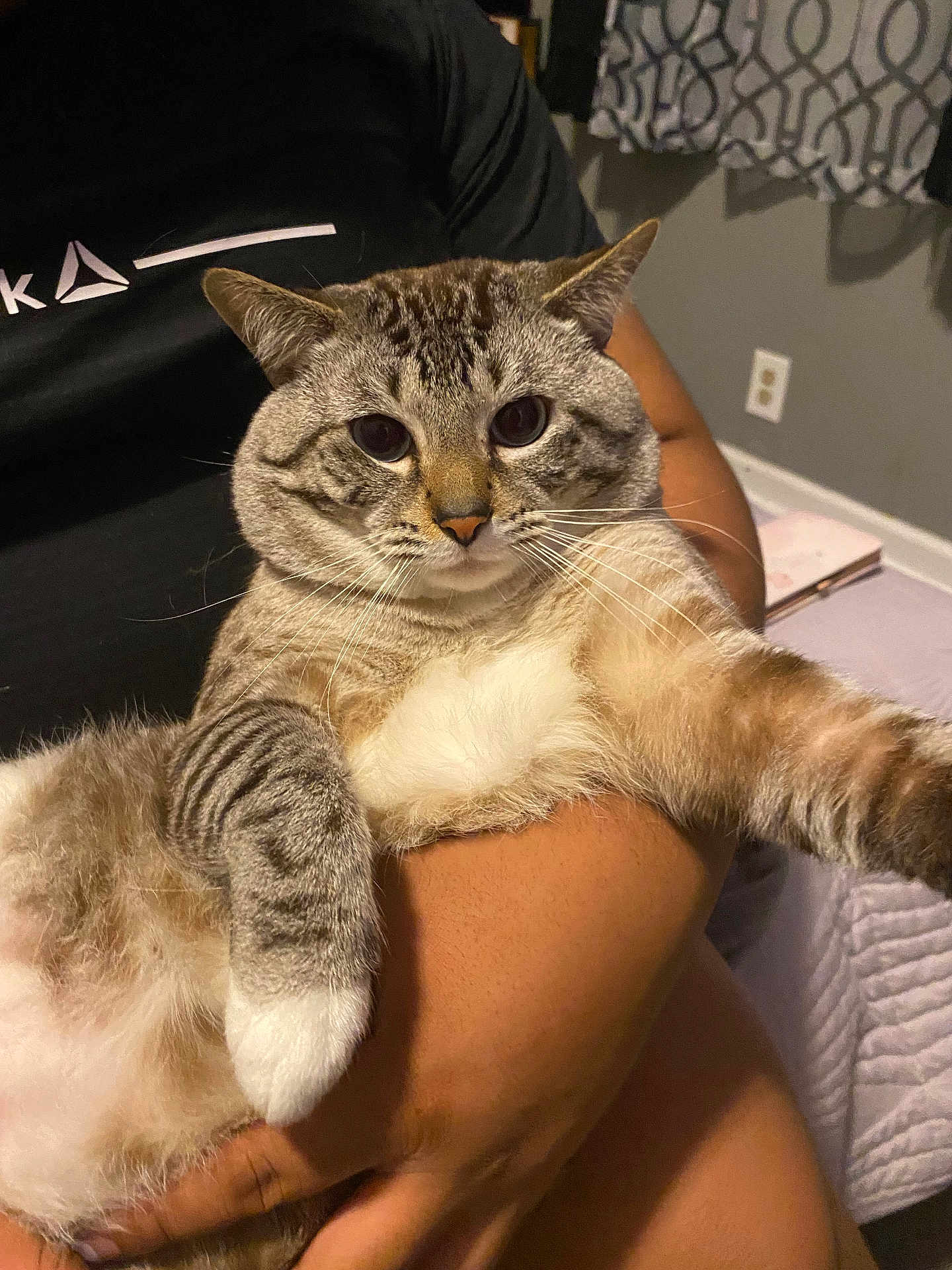 Michi Kitty joined the competition — help win amazing prizes! cat, tabby, pet, animal, indoor, person, holding, feline, fur, whiskers, relaxed, cute, striped, paw, comfort, bedroom, curtains, human_arm, resting, domestic_cat