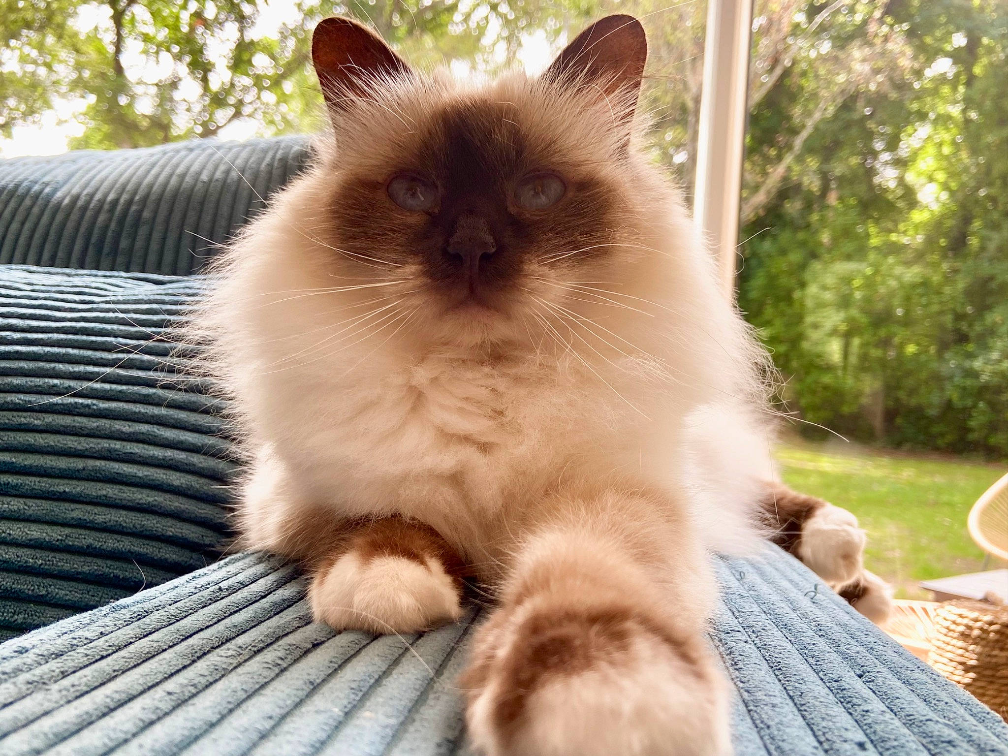 Iona a rejoint le concours — aidez-le/la à gagner de superbes lots ! birman, carnivore, cat, claw, fawn, felidae, flooring, fur, grass, hardwood, plant, ragdoll, siamese, small_to_medium_sized_cats, snout, tail, terrestrial_animal, tree, whiskers, wood