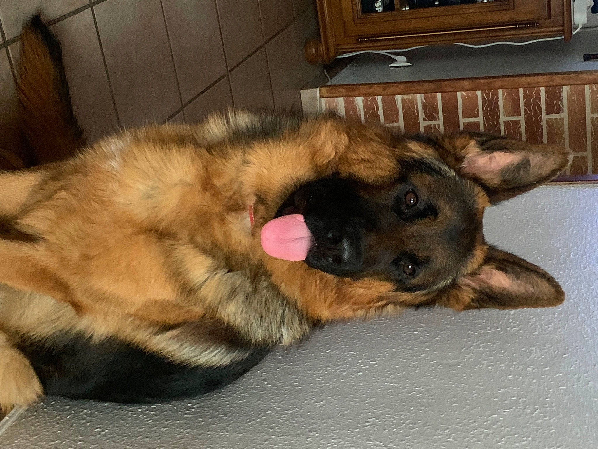 Sam a rejoint le concours — aidez-le/la à gagner de superbes lots ! belgian_shepherd_malinois, canidae, carnivore, comfort, companion_dog, dog, dog_breed, east_european_shepherd, estrela_mountain_dog, fawn, fur, german_shepherd_dog, king_shepherd, old_german_shepherd_dog, paw, snout, sporting_group, whiskers, wood, working_animal