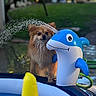 Foxy joined the competition — help win amazing prizes! dog, inflatable, dolphin, water_sprinkler, pool, water, garden, greenery, outdoor, pet, animal, summer, playful, curious, fun, toy, spray, small_dog, fluffy, backyard