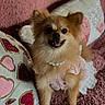Foxy joined the competition — help win amazing prizes! dog, pomeranian, pet, cute, smiling, pink, dress, pearl_necklace, pillows, hearts, blanket, indoor, cozy, fur, small_dog, portrait, happy, animal, cute_pet, home