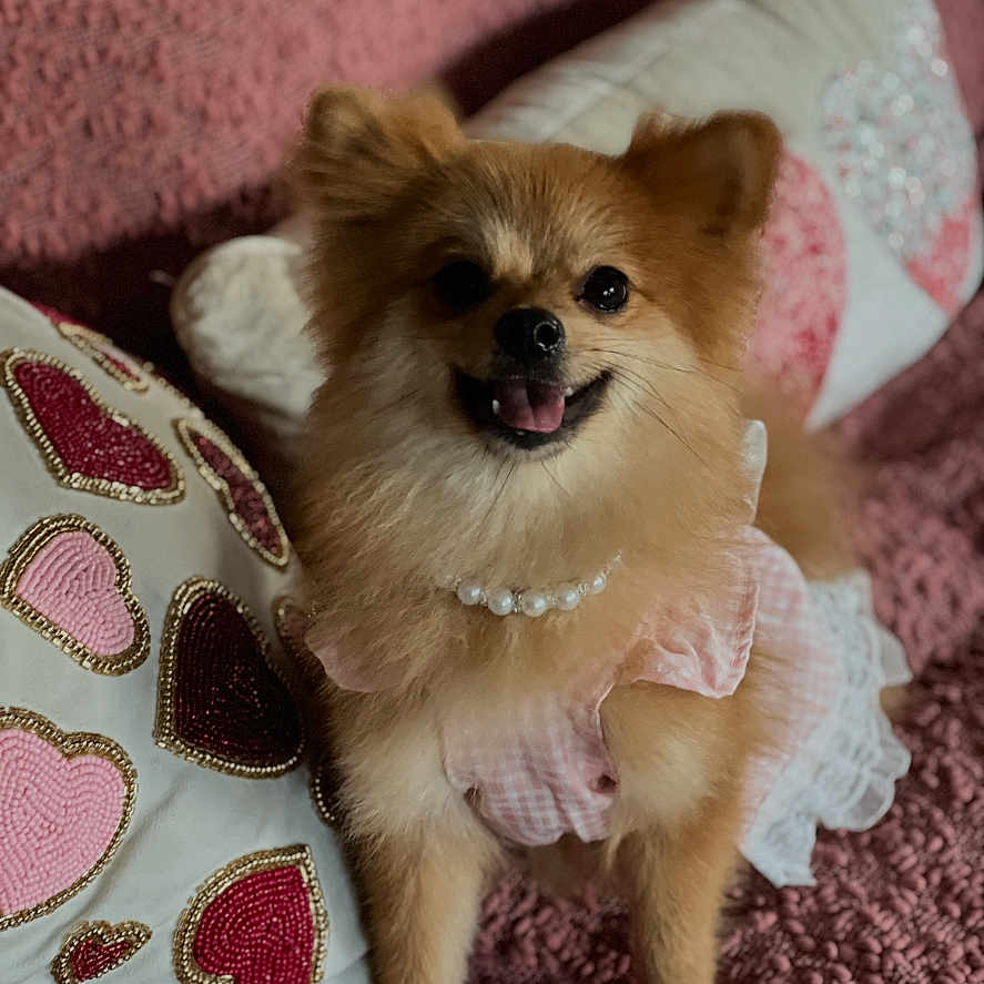Foxy
