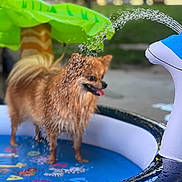 Foxy joined the competition — help win amazing prizes! dog, pomeranian, water, splash, pool, inflatable, palm_tree, summer, outdoor, pet, playful, happy, tongue_out, wet, toy, blue, green, animal, small_dog, water_sprinkler
