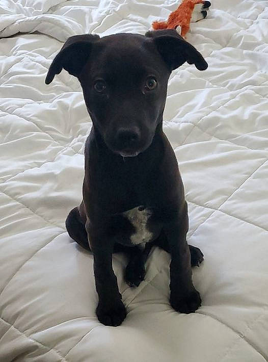 Riggins is registered to the contest to win money with this photo: borador, carnivore, comfort, companion_dog, dog, dog_breed, dog_collar, fur, guard_dog, gun_dog, hunting_dog, liver, non_sporting_group, snout, sporting_group, terrestrial_animal, toy_dog, whiskers, working_animal