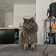 Macaron a rejoint le concours — aidez-le/la à gagner de superbes lots ! cat, fluffy_cat, gray_cat, long_hair, pet, animal, feline, sitting, couch, indoor, home, kitchen, furniture, shelf, cups, bottles, portrait, yellow_eyes, centered_subject, domestic_scene