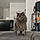 Macaron
