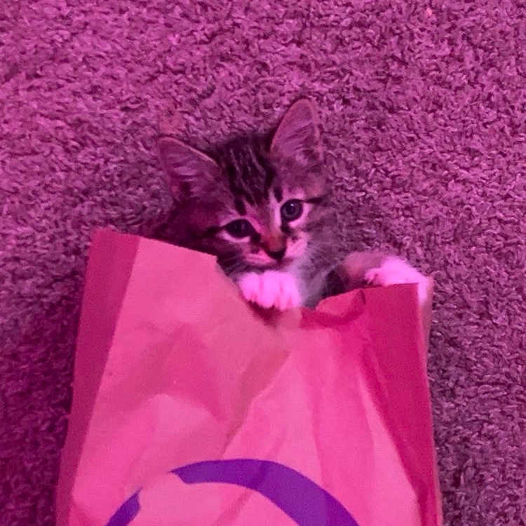 Peeve joined the competition — help win amazing prizes! animal, carpet, cat, claws, curious, cute, domestic, ears, feline, fur, indoor, kitten, paper_bag, paws, pet, playful, small, taco_bell_logo, whiskers, young