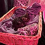 kitten, cat, basket, blanket, purple, cozy, sleeping, soft, fabric, pattern, indoor, pet, cute, resting, woven, comfort, animal, feline, nap, warm