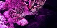 Peeve joined the competition — help win amazing prizes! kitten, cat, animal, pet, fur, whiskers, paw, bed, blanket, cozy, indoor, cute, young, sleepy, resting, purple_light, soft_texture, close_up, domestic, feline