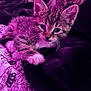 kitten, cat, animal, pet, fur, whiskers, paw, bed, blanket, cozy, indoor, cute, young, sleepy, resting, purple_light, soft_texture, close_up, domestic, feline