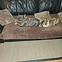 animal, bone, brown_cushion, canine, chewing, couch, dog, domestic, floor, fur, furniture, happy, indoor, leather_sofa, living_room, pet, playful, resting, two_dogs, wooden_table