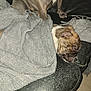 Zeus a rejoint le concours — aidez-le/la à gagner de superbes lots ! animal, blanket, blanket_wrapped, brown, canine, comfort, companion, couch, cozy, dog, domestic, fur, indoors, leather, pet, puppy, relaxation, resting, sleeping, white